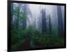 Trail Through Foggy Redwood Forest-Darrell Gulin-Framed Photographic Print