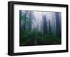 Trail Through Foggy Redwood Forest-Darrell Gulin-Framed Photographic Print