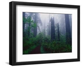 Trail Through Foggy Redwood Forest-Darrell Gulin-Framed Photographic Print