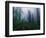 Trail Through Foggy Redwood Forest-Darrell Gulin-Framed Photographic Print