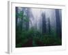 Trail Through Foggy Redwood Forest-Darrell Gulin-Framed Photographic Print