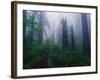 Trail Through Foggy Redwood Forest-Darrell Gulin-Framed Photographic Print