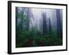 Trail Through Foggy Redwood Forest-Darrell Gulin-Framed Photographic Print