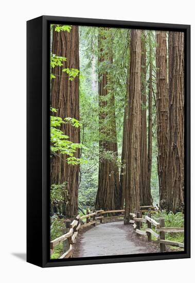 Trail Through Muir Woods National Monument, California, USA-Jaynes Gallery-Framed Stretched Canvas