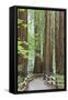 Trail Through Muir Woods National Monument, California, USA-Jaynes Gallery-Framed Stretched Canvas