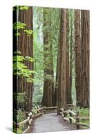 Trail Through Muir Woods National Monument, California, USA-Jaynes Gallery-Stretched Canvas