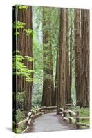 Trail Through Muir Woods National Monument, California, USA-Jaynes Gallery-Stretched Canvas