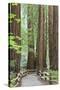 Trail Through Muir Woods National Monument, California, USA-Jaynes Gallery-Stretched Canvas