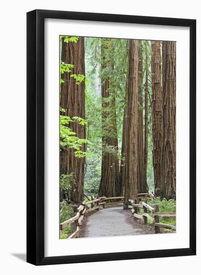 Trail Through Muir Woods National Monument, California, USA-Jaynes Gallery-Framed Premium Photographic Print