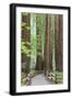 Trail Through Muir Woods National Monument, California, USA-Jaynes Gallery-Framed Premium Photographic Print