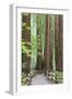 Trail Through Muir Woods National Monument, California, USA-Jaynes Gallery-Framed Premium Photographic Print