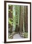 Trail Through Muir Woods National Monument, California, USA-Jaynes Gallery-Framed Premium Photographic Print