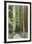 Trail Through Muir Woods National Monument, California, USA-Jaynes Gallery-Framed Premium Photographic Print