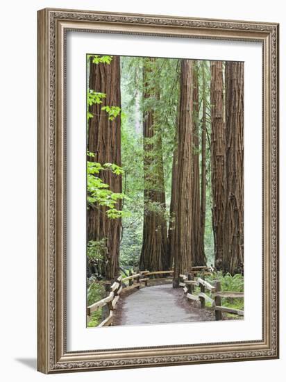 Trail Through Muir Woods National Monument, California, USA-Jaynes Gallery-Framed Photographic Print