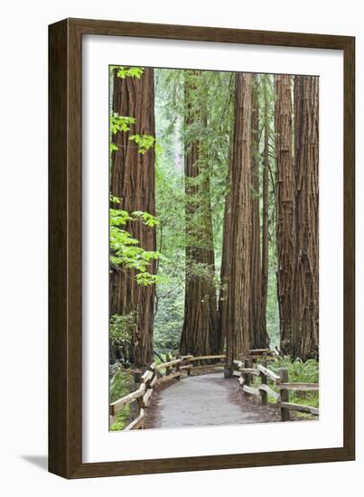 Trail Through Muir Woods National Monument, California, USA-Jaynes Gallery-Framed Photographic Print