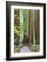 Trail Through Muir Woods National Monument, California, USA-Jaynes Gallery-Framed Photographic Print