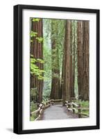 Trail Through Muir Woods National Monument, California, USA-Jaynes Gallery-Framed Photographic Print