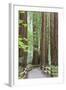 Trail Through Muir Woods National Monument, California, USA-Jaynes Gallery-Framed Photographic Print