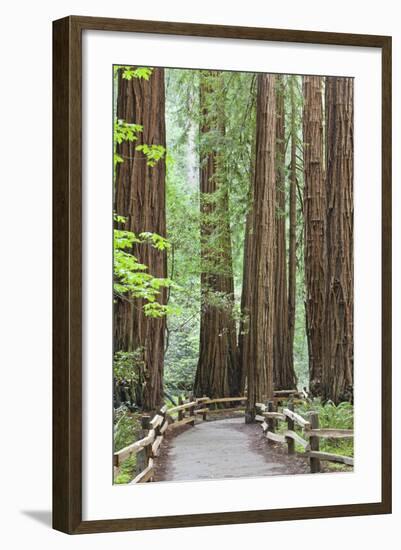 Trail Through Muir Woods National Monument, California, USA-Jaynes Gallery-Framed Photographic Print