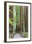 Trail Through Muir Woods National Monument, California, USA-Jaynes Gallery-Framed Photographic Print