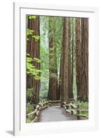 Trail Through Muir Woods National Monument, California, USA-Jaynes Gallery-Framed Photographic Print