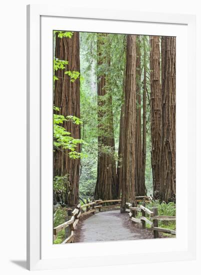 Trail Through Muir Woods National Monument, California, USA-Jaynes Gallery-Framed Photographic Print