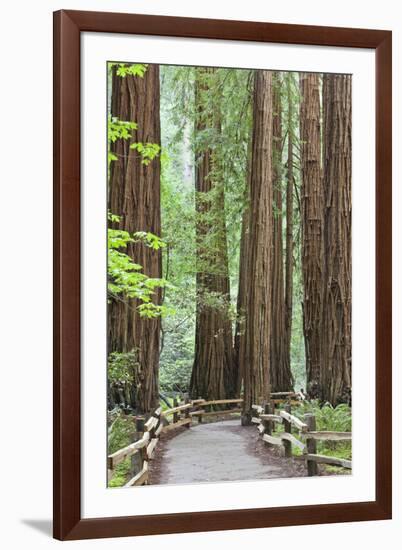 Trail Through Muir Woods National Monument, California, USA-Jaynes Gallery-Framed Photographic Print