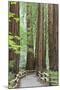 Trail Through Muir Woods National Monument, California, USA-Jaynes Gallery-Mounted Photographic Print