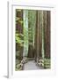 Trail Through Muir Woods National Monument, California, USA-Jaynes Gallery-Framed Photographic Print