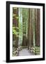 Trail Through Muir Woods National Monument, California, USA-Jaynes Gallery-Framed Photographic Print