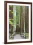 Trail Through Muir Woods National Monument, California, USA-Jaynes Gallery-Framed Photographic Print