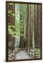 Trail Through Muir Woods National Monument, California, USA-Jaynes Gallery-Framed Photographic Print