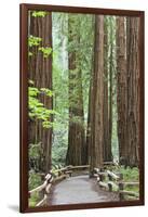 Trail Through Muir Woods National Monument, California, USA-Jaynes Gallery-Framed Photographic Print