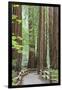 Trail Through Muir Woods National Monument, California, USA-Jaynes Gallery-Framed Photographic Print