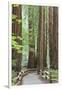 Trail Through Muir Woods National Monument, California, USA-Jaynes Gallery-Framed Premium Photographic Print