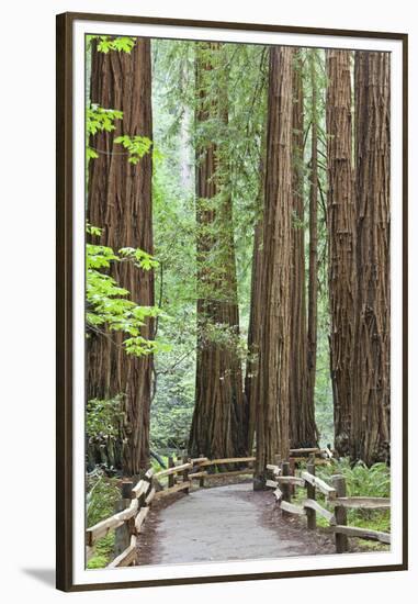 Trail Through Muir Woods National Monument, California, USA-Jaynes Gallery-Framed Premium Photographic Print