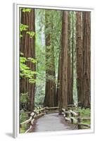 Trail Through Muir Woods National Monument, California, USA-Jaynes Gallery-Framed Premium Photographic Print