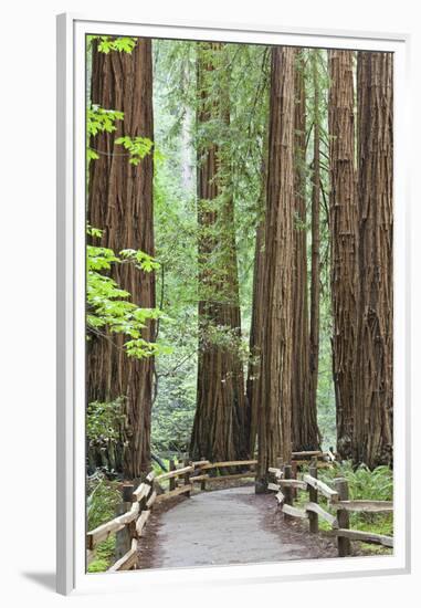 Trail Through Muir Woods National Monument, California, USA-Jaynes Gallery-Framed Premium Photographic Print