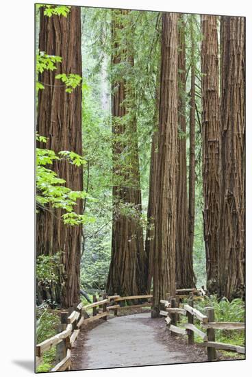 Trail Through Muir Woods National Monument, California, USA-Jaynes Gallery-Mounted Premium Photographic Print