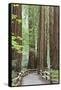 Trail Through Muir Woods National Monument, California, USA-Jaynes Gallery-Framed Stretched Canvas