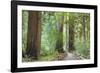 Trail Through Muir Woods National Monument, California, USA-Jaynes Gallery-Framed Photographic Print