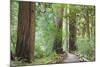 Trail Through Muir Woods National Monument, California, USA-Jaynes Gallery-Mounted Photographic Print