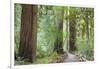 Trail Through Muir Woods National Monument, California, USA-Jaynes Gallery-Framed Photographic Print