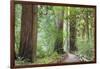 Trail Through Muir Woods National Monument, California, USA-Jaynes Gallery-Framed Photographic Print