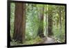 Trail Through Muir Woods National Monument, California, USA-Jaynes Gallery-Framed Photographic Print