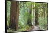 Trail Through Muir Woods National Monument, California, USA-Jaynes Gallery-Framed Stretched Canvas