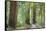 Trail Through Muir Woods National Monument, California, USA-Jaynes Gallery-Framed Stretched Canvas
