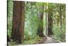 Trail Through Muir Woods National Monument, California, USA-Jaynes Gallery-Stretched Canvas