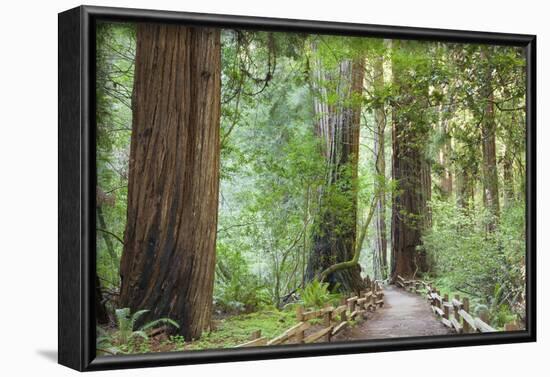 Trail Through Muir Woods National Monument, California, USA-Jaynes Gallery-Framed Photographic Print