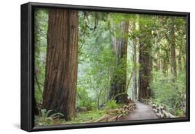 Trail Through Muir Woods National Monument, California, USA-Jaynes Gallery-Framed Photographic Print